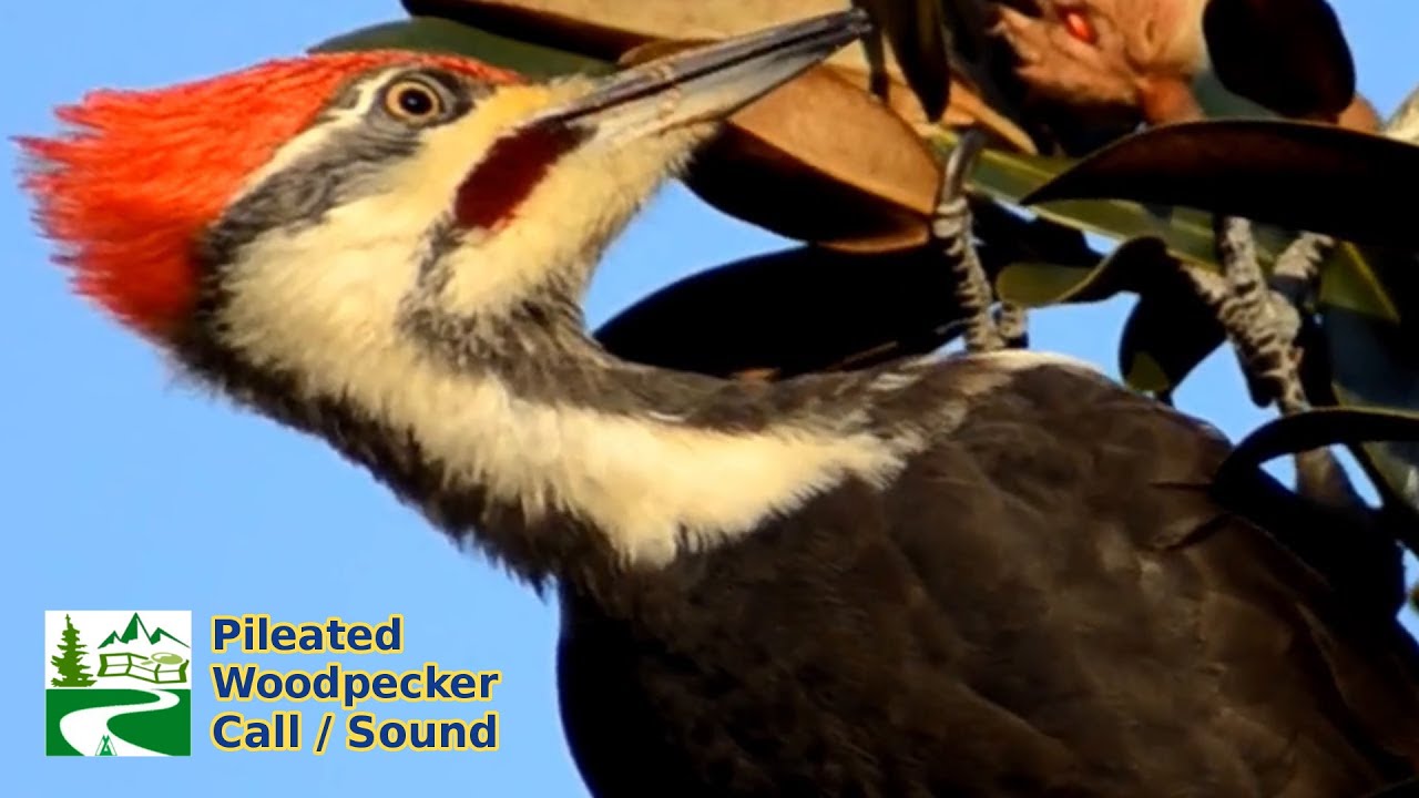 Pileated Woodpecker Call Sound YouTube Pileated Woodpecker Call Sound YouTube