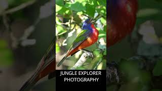 Painted Bunting Singing with High Quality Audio  #Short