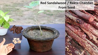 Grow Red Sandalwood Tree at home | लाल चन्दन उगाएं घर पे | रक्त चन्दन | Laal Chandan