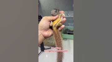 Sóc Bông - Trương Tuấn Sóc Cảnh