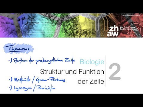 Video: Wie hängt eine Zellform mit der Funktion zusammen?