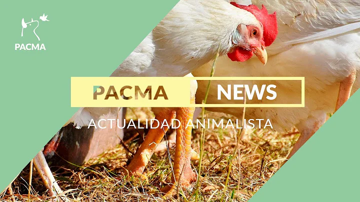 Laura Duarte nueva presidenta de PACMA | PACMA New...