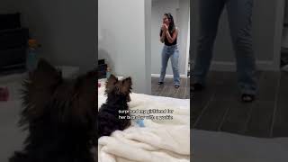 Girlfriend receives yorkie puppy as a surprise gift!!! #yorkie #shorts