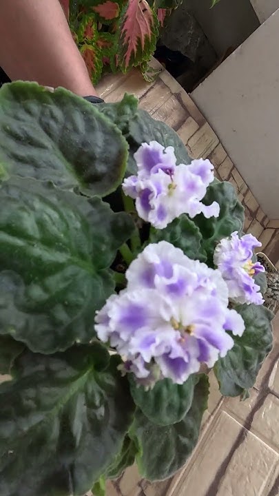 Фиалка Голубой Туман К Морев #фиалкацветёт #цветы #фиалка #flowers ...