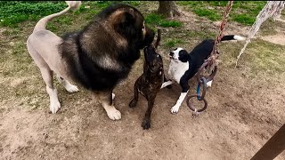 Presa Puppy Meets Match In Border Collie Mix | Braxton | Winston by The Dog Messiah 325 views 2 months ago 9 minutes, 9 seconds