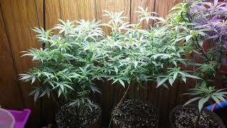 Afgoo Overdrive!! #420gtgt @yieldsource @OrganicGrowChannel