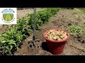 The Best Tips for Growing a Huge Potato Harvest