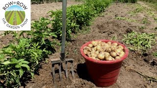 The Best Tips for Growing a Huge Potato Harvest