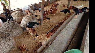 murgi ka farmyard indian style ||hens farmyard