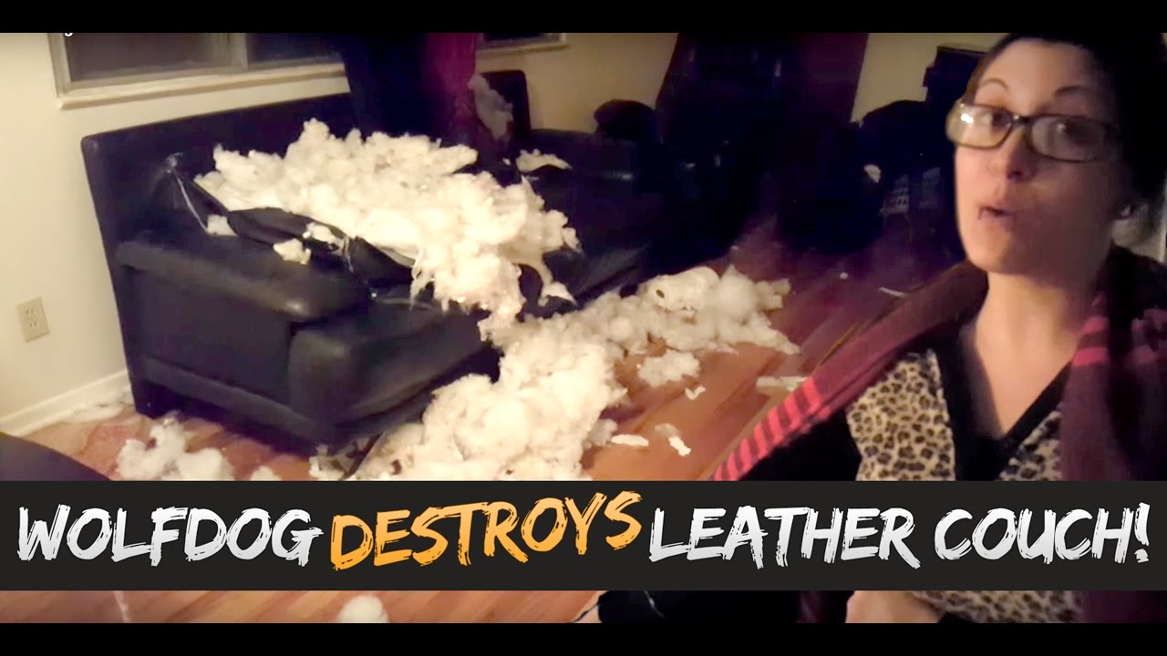 skydive chicago Wolfdog DESTROYS Our Leather Couch!