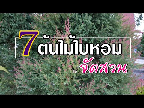 วีดีโอ: พุ่มไม้สำหรับสวนโซน 7: เรียนรู้เกี่ยวกับการปลูกไม้พุ่มในสวนโซน 7
