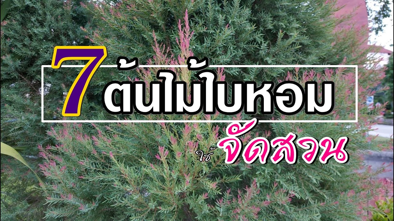 7 ต้นไม้ใบหอม ใช้จัดสวน Fragrant tree for gardening