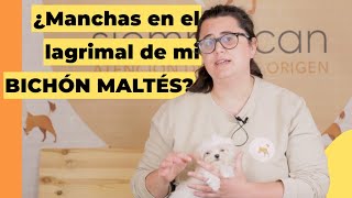 CÓMO LIMPIAR EL LAGRIMAL DE TU BICHÓN MALTÉS | Centro Canino SiempreCan