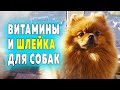 Распаковка посылок. Витамины Топ 10 для собак. Шлейка для шпица Оливии