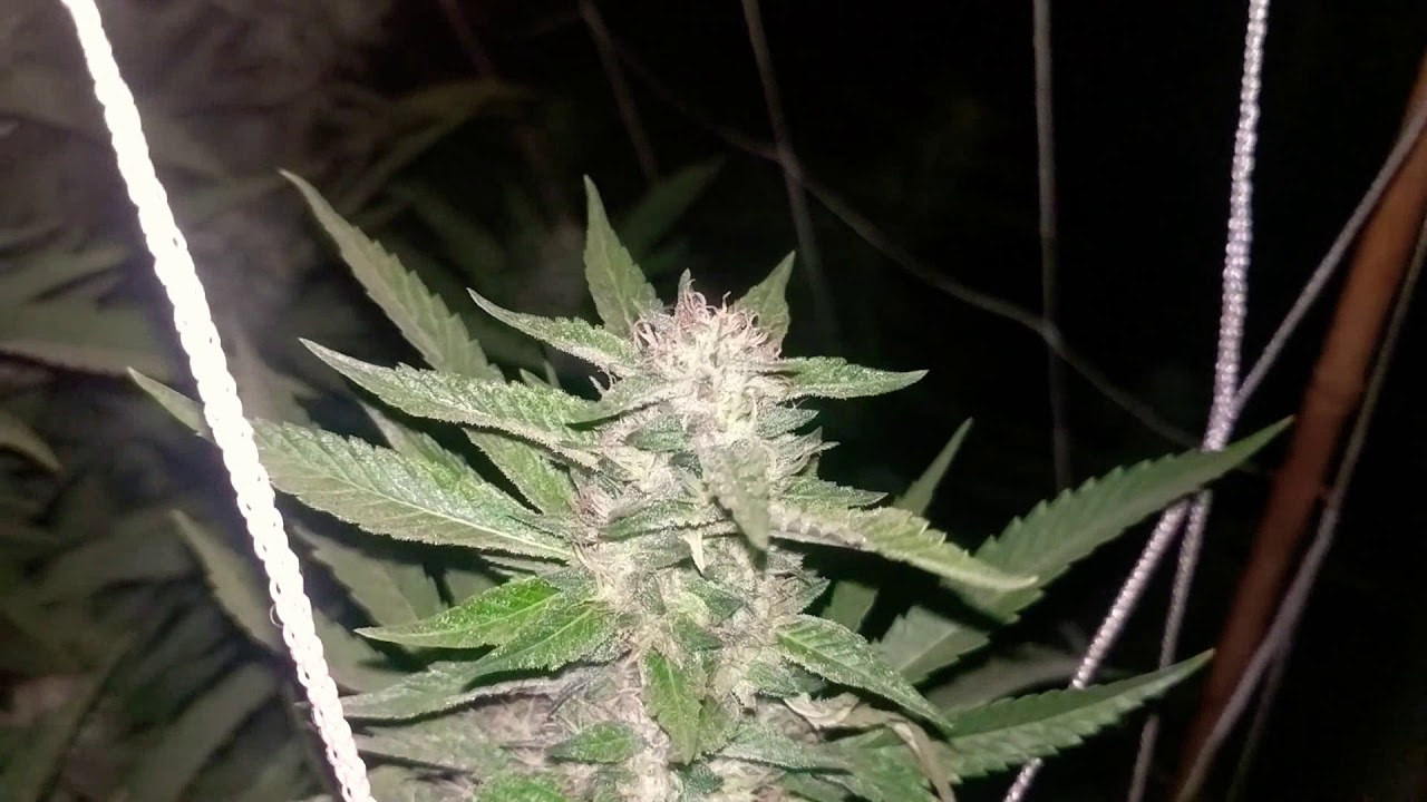 B.T.Y OG outdoor grow