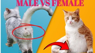 7 CRUCIAL Differences Between MALE & FEMALE Cats