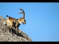 Spanish ibex looking for a female