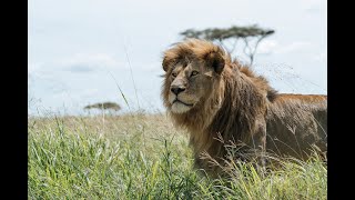 Tanzania  Land of the Lion. Full documentary, English.