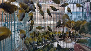 Stock update for Friday, June 5, 2026 at Satria Birdshop, bongkaran pleci buxto.pleci papua.pokma...