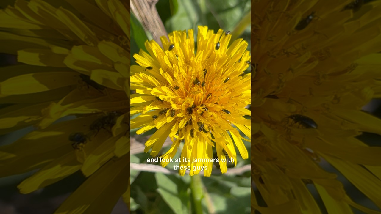 Finding the tiniest beetles!🪲 