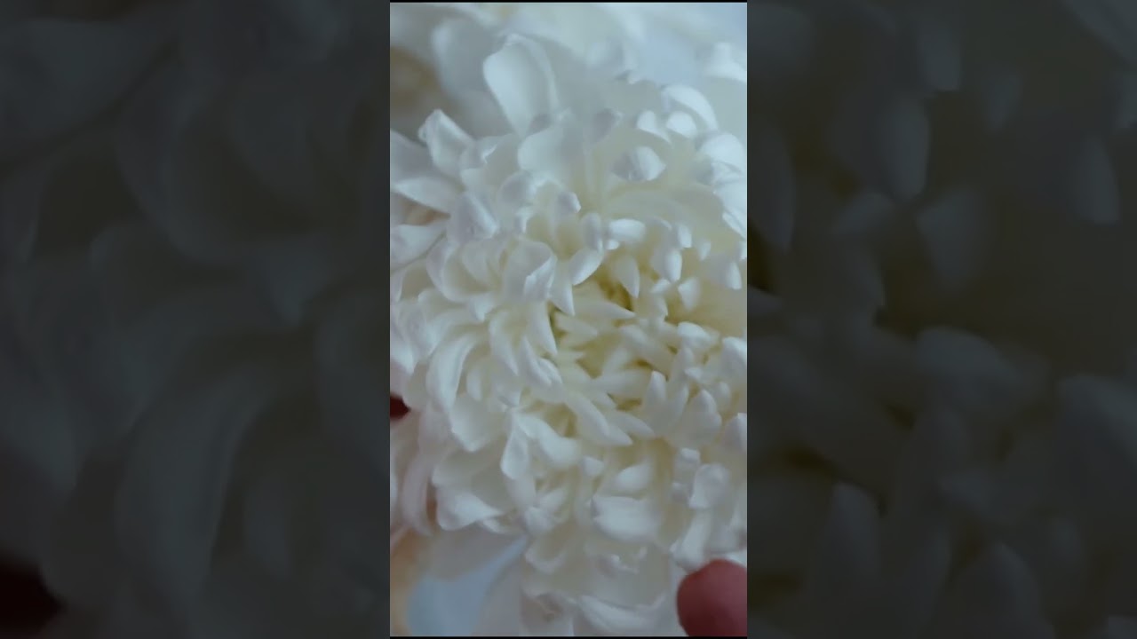 Amazing Flower 