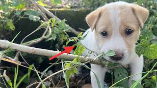 Rescuing A Lost Puppy I Found While Walking Heartwarming Dog Rescue