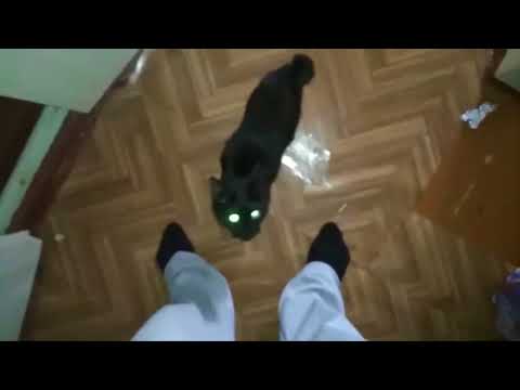 Разозлили БЕШЕНУЮ КОШКУ!, теперь она рвёт и мечет. Спаслись еле как.