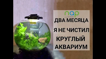 Два месяца не чистил круглый аквариум