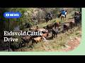 Resilient Queensland bush community keeps Eidsvold Cattle Drive alive | ABC NEWS