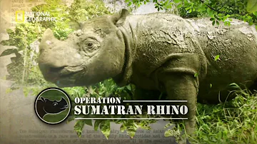 Operation Sumatran Rhino Trailer