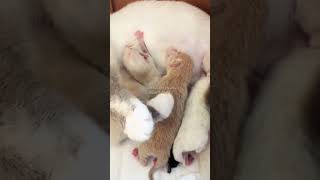 7 Kittens Less than a day old. Mom Princess Siamese Dad Mr. Fuzzbutt Orange Tabby.
