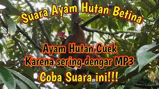 Suara Ayam Hutan Betina Terbaik dan Terbaru 2014