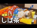 【柴犬】癒しの健康ミネラルしば茶