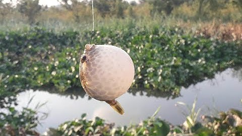 Câu cá rô đồng, mà dính cá NÓC,cá chèn ,cá thác lác ,tiếu thiệt cả nhà ơi.