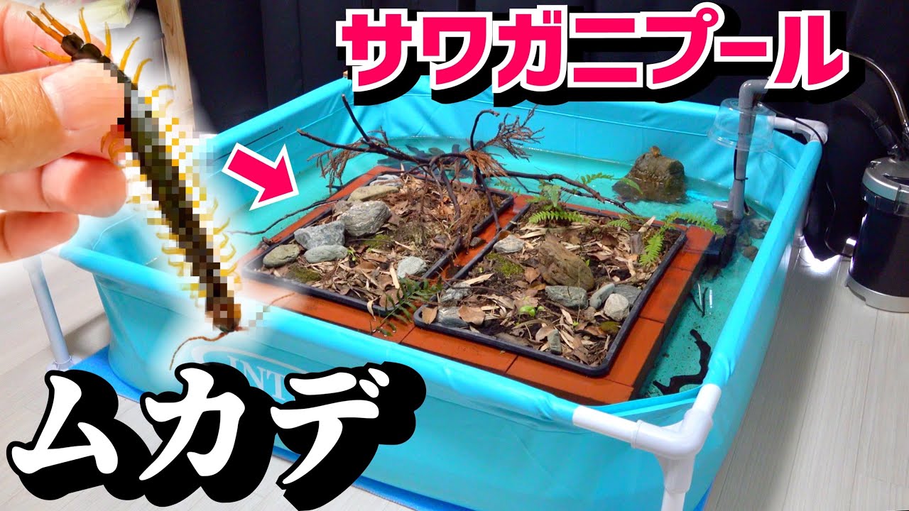 サワガニプールにムカデを投入すると…
