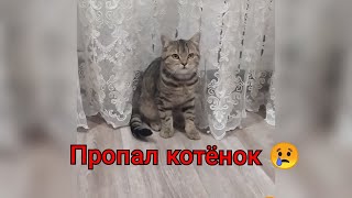 Пропал Котёнок Чупик 😢 Что Делать? Последнее Видео 🐈♥️