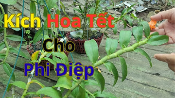 Kích Hoa Tết Cho Lan Phi Điệp- Bạn Nên Biết