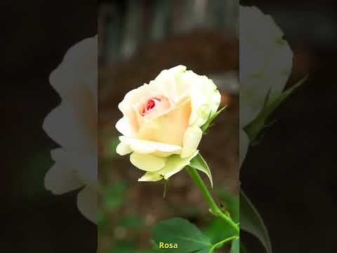 Vídeo: O que as rosas brancas dão e o que elas simbolizam?