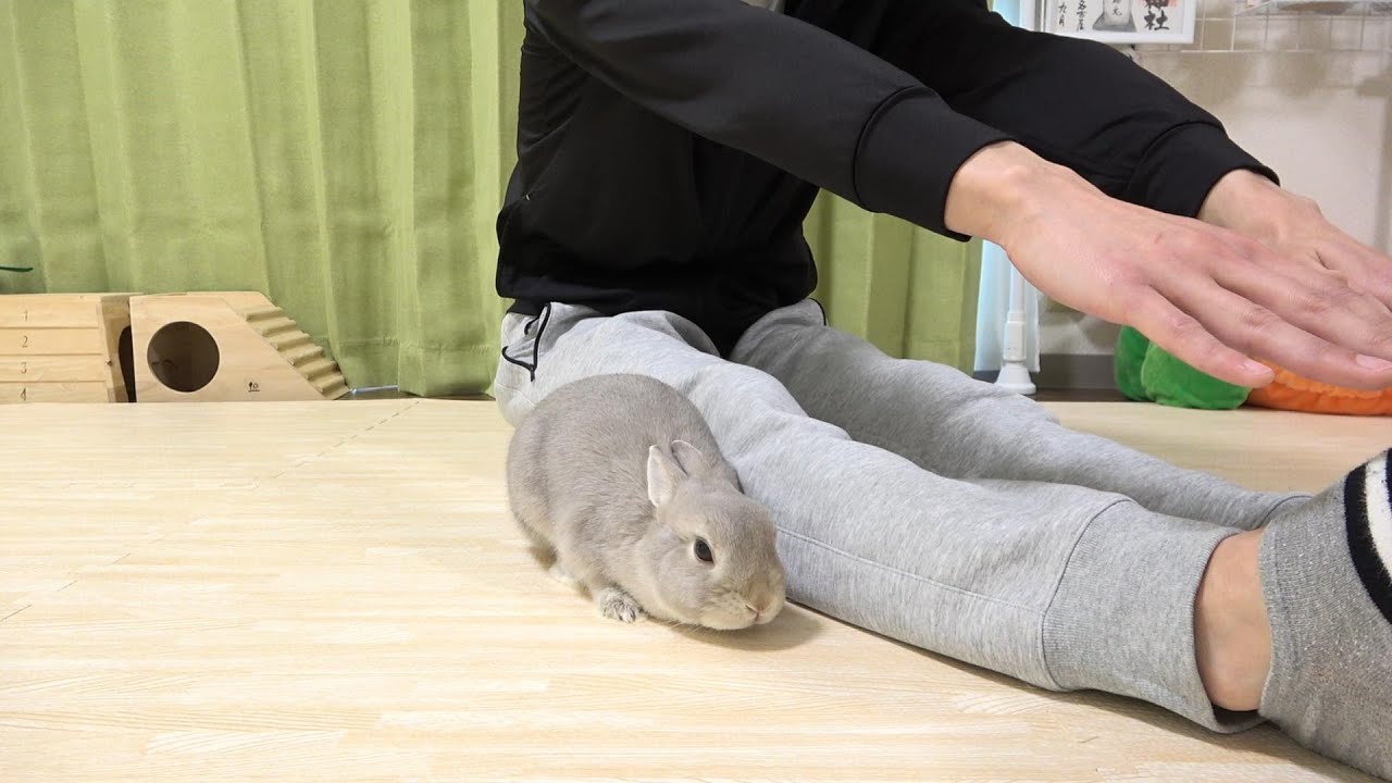 運動不足解消 これからうさぎさんとリビングを全力で走りまわります Youtube 運動不足解消 これからうさぎさんとリビングを全力で走りまわります Youtube