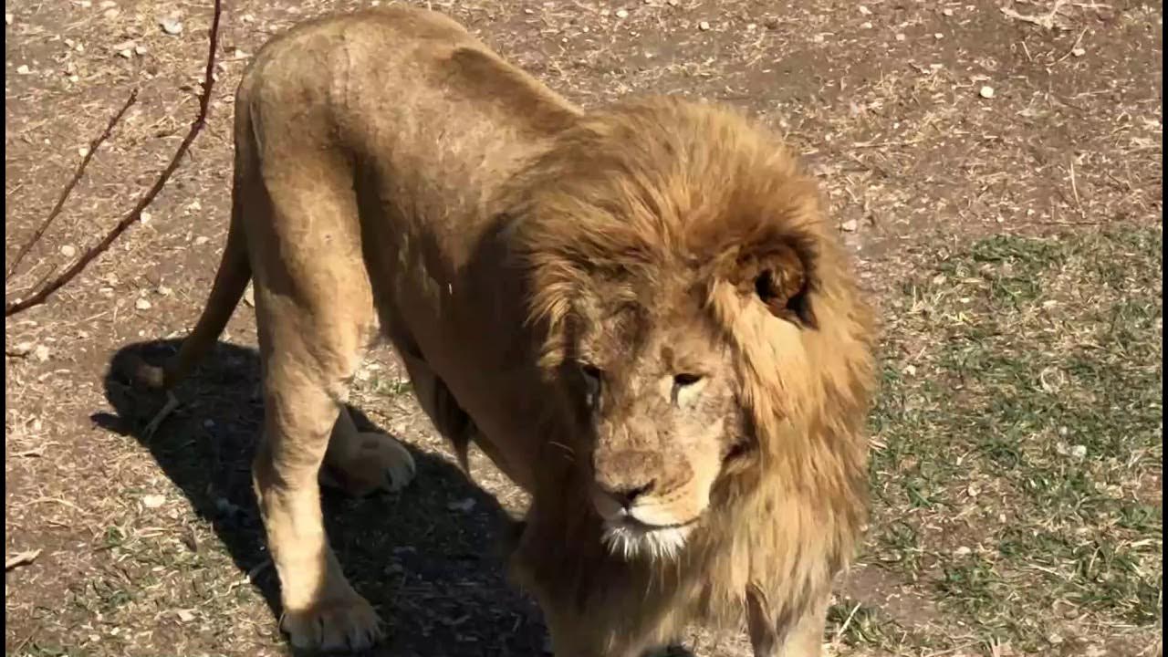 Где лев шерхан из тайгана. Парк тайган деревянный лев. Лев малыш тайган. Зоопарк тайган в крыму. Тайган собака.