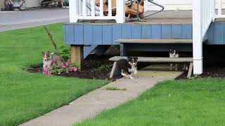 Shetland Sheepdog Puppies For Sale