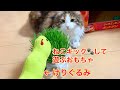 猫のおもちゃ