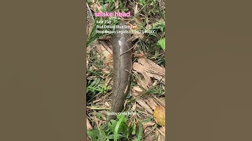 câu cá lóc | to day go to fish and comeback two fish!snake head!1 kg and 0.5 kg#shorts #snakehead