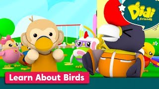 Nursery Rhymes & Kids Songs | Didi & Friends English | Learn About Birds