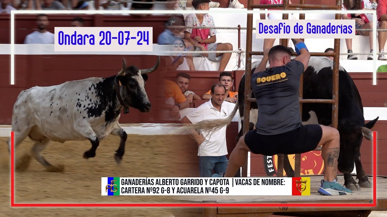 Ondara 20▪07▪24 Desafio de Ganaderías ▪ Alberto Garrido VS Capota