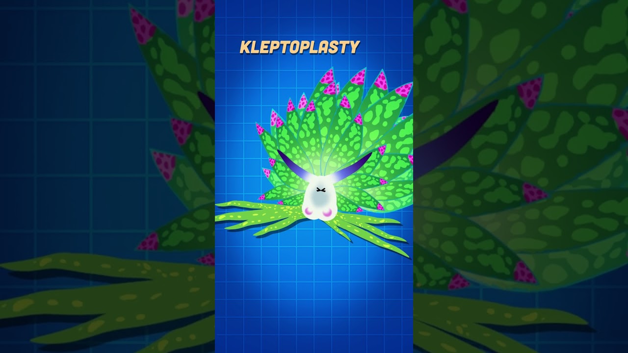 Costasiella Kuroshimae - The Solar Power Sea Slug@ 