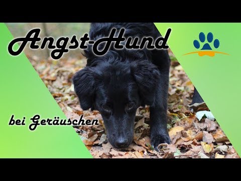 Video: Fragen Sie einen Tierarzt: Warum hat mein Hund Angst vor Donner und was kann ich tun?