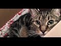 人間に心開かず威嚇し続け、保健所に残されてしまった野良猫。タイムリミット寸前で救出され、 安住の家を手に入れる！・・・。【nekoの部屋】