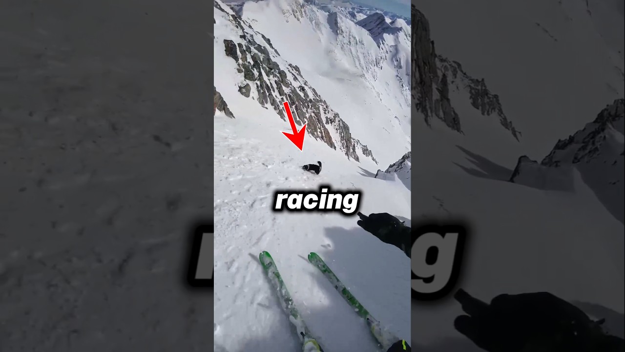 Skier racing a dog 😅🐕❄️ 