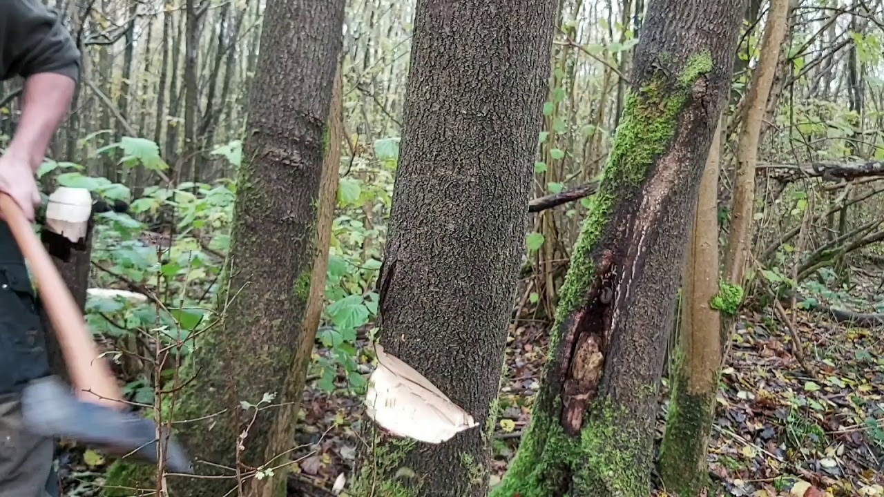 DOUBLE BIT AXE(S): Dealing with a hung up tree - YouTube